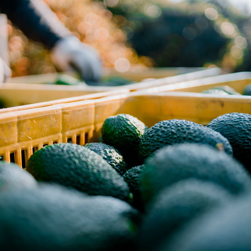 Mercados de exportación