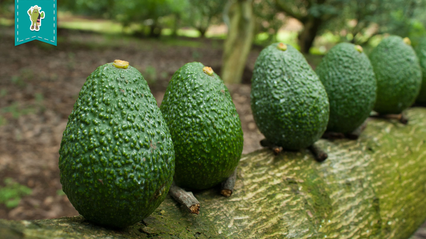 aguacate en mexico